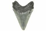 Juvenile Megalodon Tooth - South Carolina #359027-1